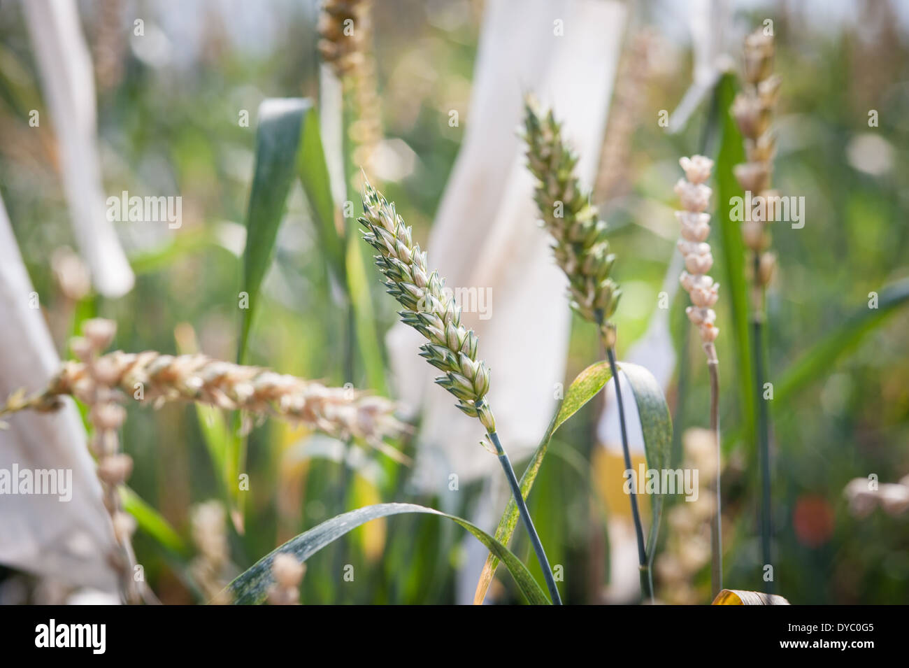 Wheat going to head or seed in a research greenhouse complex Stock Photo