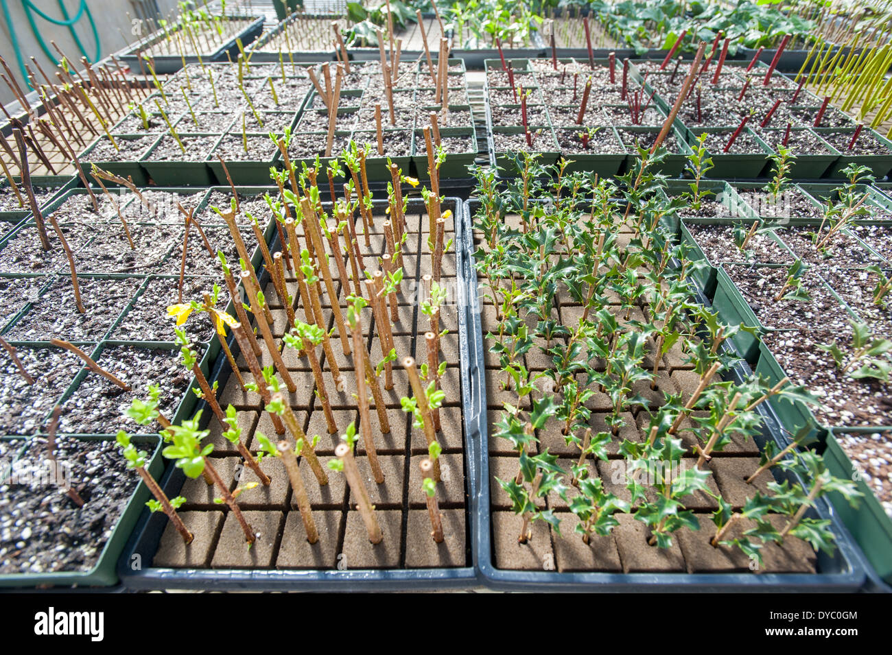 Flats and potted plants in a research greenhouse complex Stock Photo