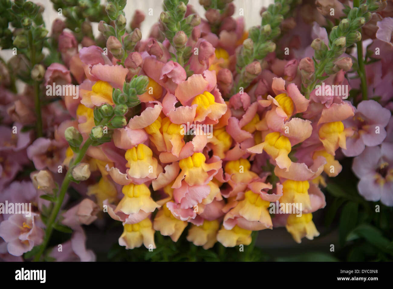 Hydroponic snapdragons Stock Photo