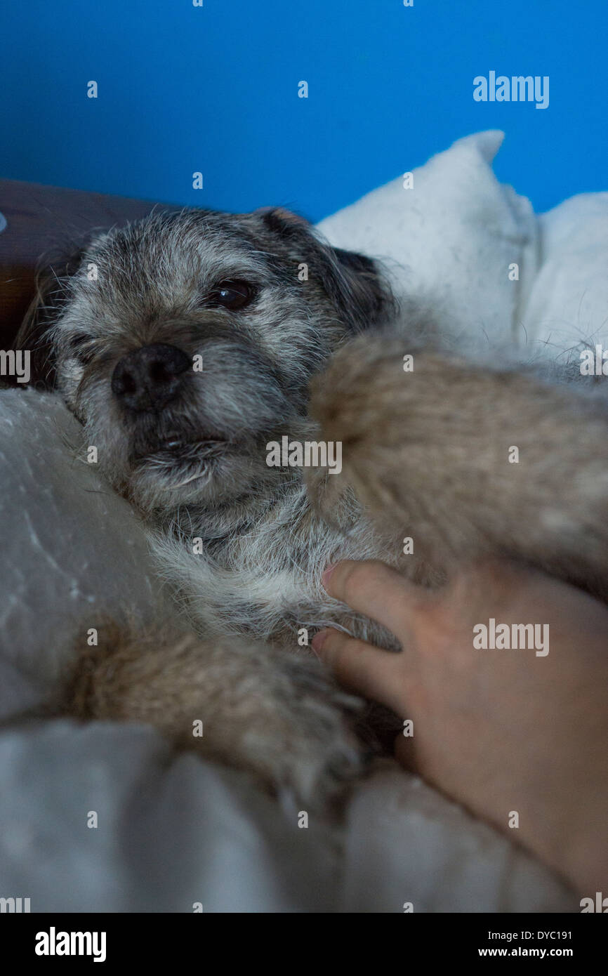 Dog Bed Sleeping Relaxing stoke hand happy Stock Photo - Alamy