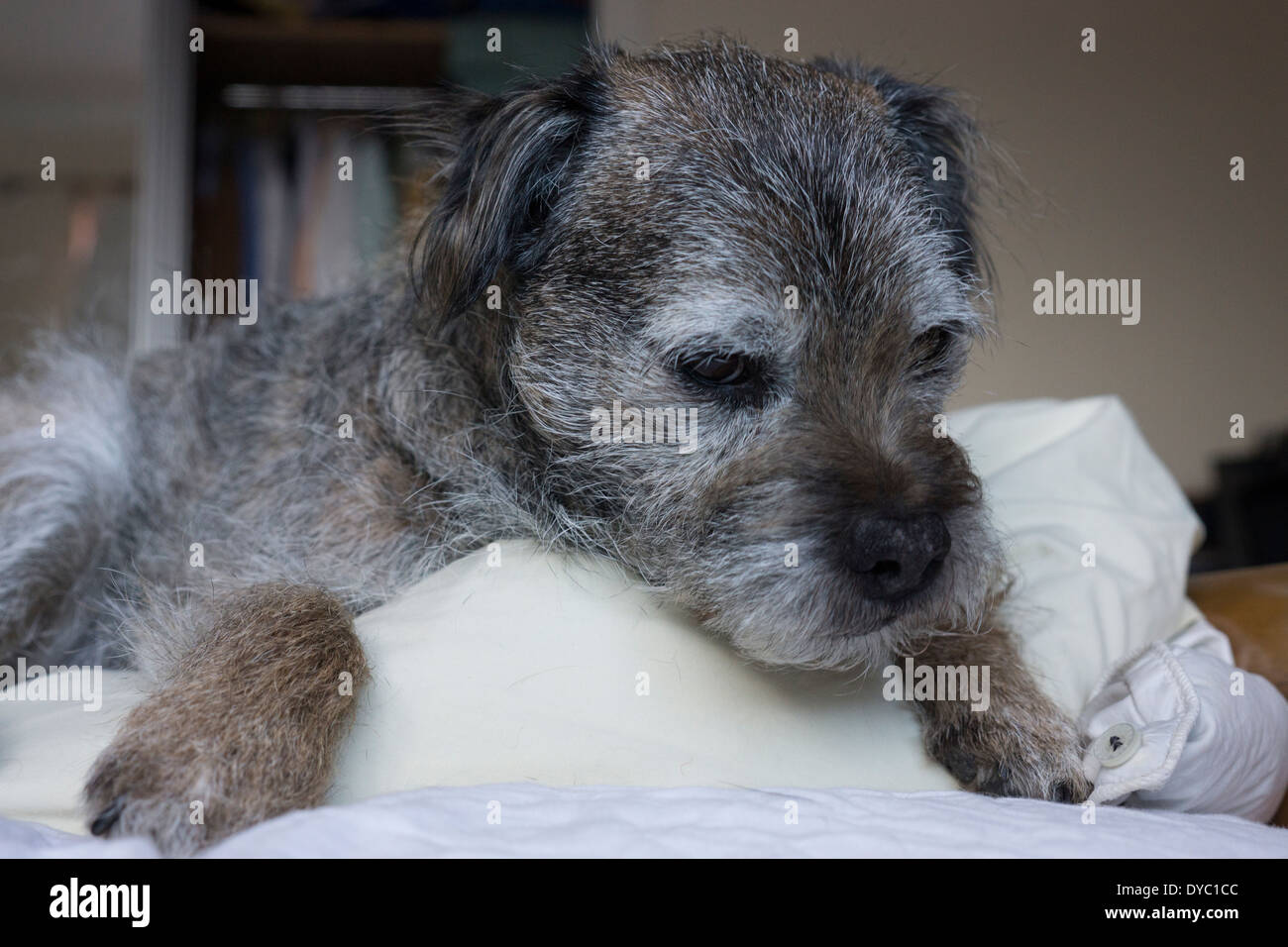 Grey hotsell border terrier
