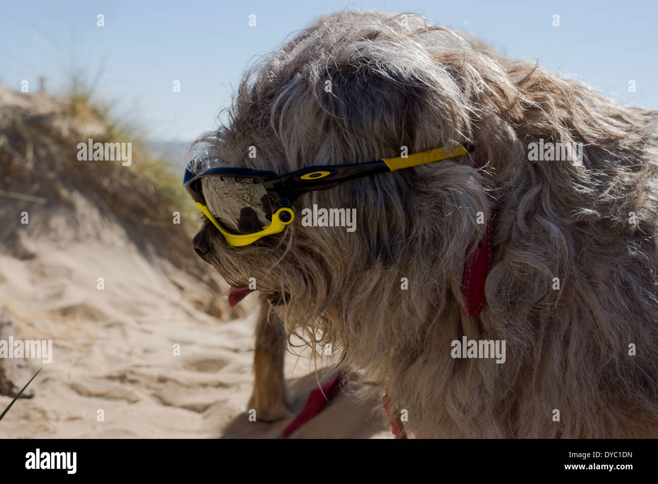 Mature Border Terrier canine wearing Sunglasses on the beach Stock Photo