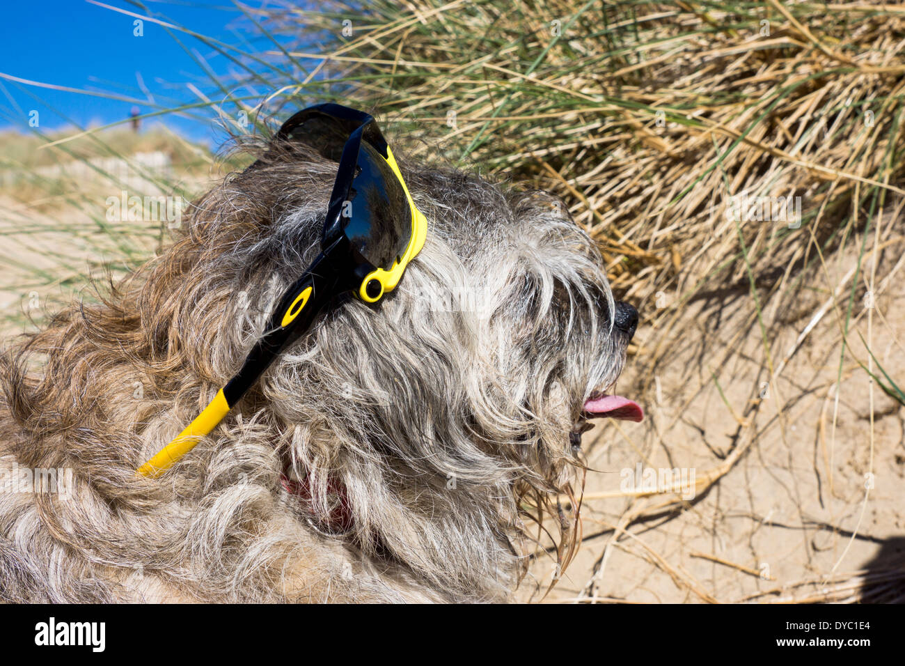 A Mature Old age Border Terrier, wears banded sunglasses. On a warm, sunny relaxing day at the beach. Stock Photo