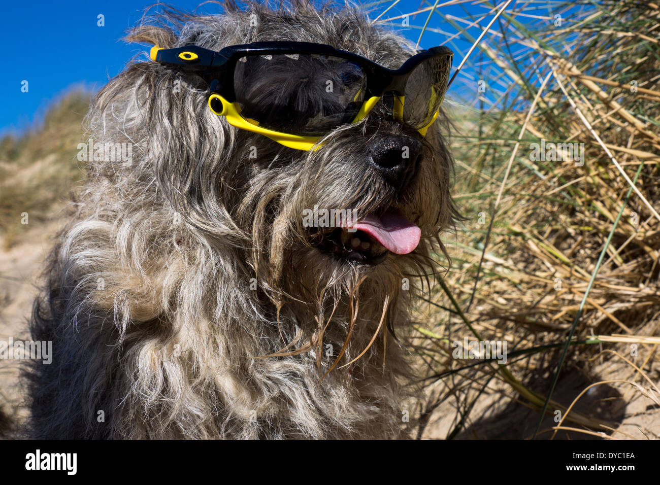 A Mature Old age Border Terrier, wears banded oklay sunglasses. On a warm, sunny relaxing day at the beach. Stock Photo