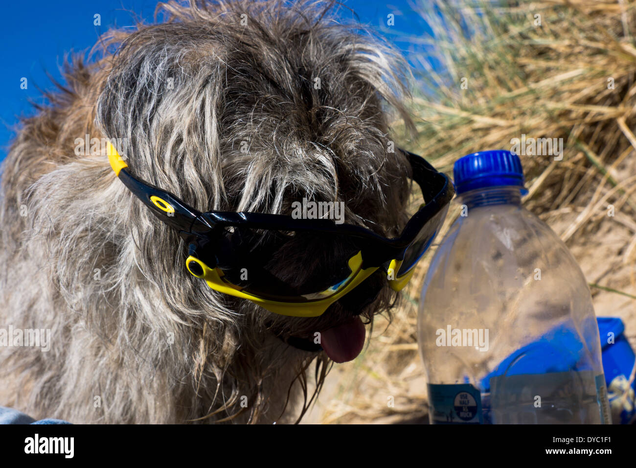 A Mature Old age Border Terrier, wears banded sunglasses. On a warm, sunny relaxing day at the beach. Stock Photo