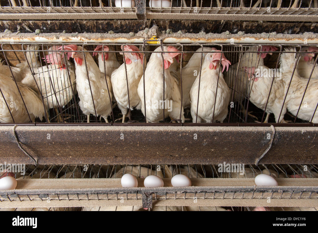 Chickens in cages at a conventional production commercial, egg farm Stock Photo