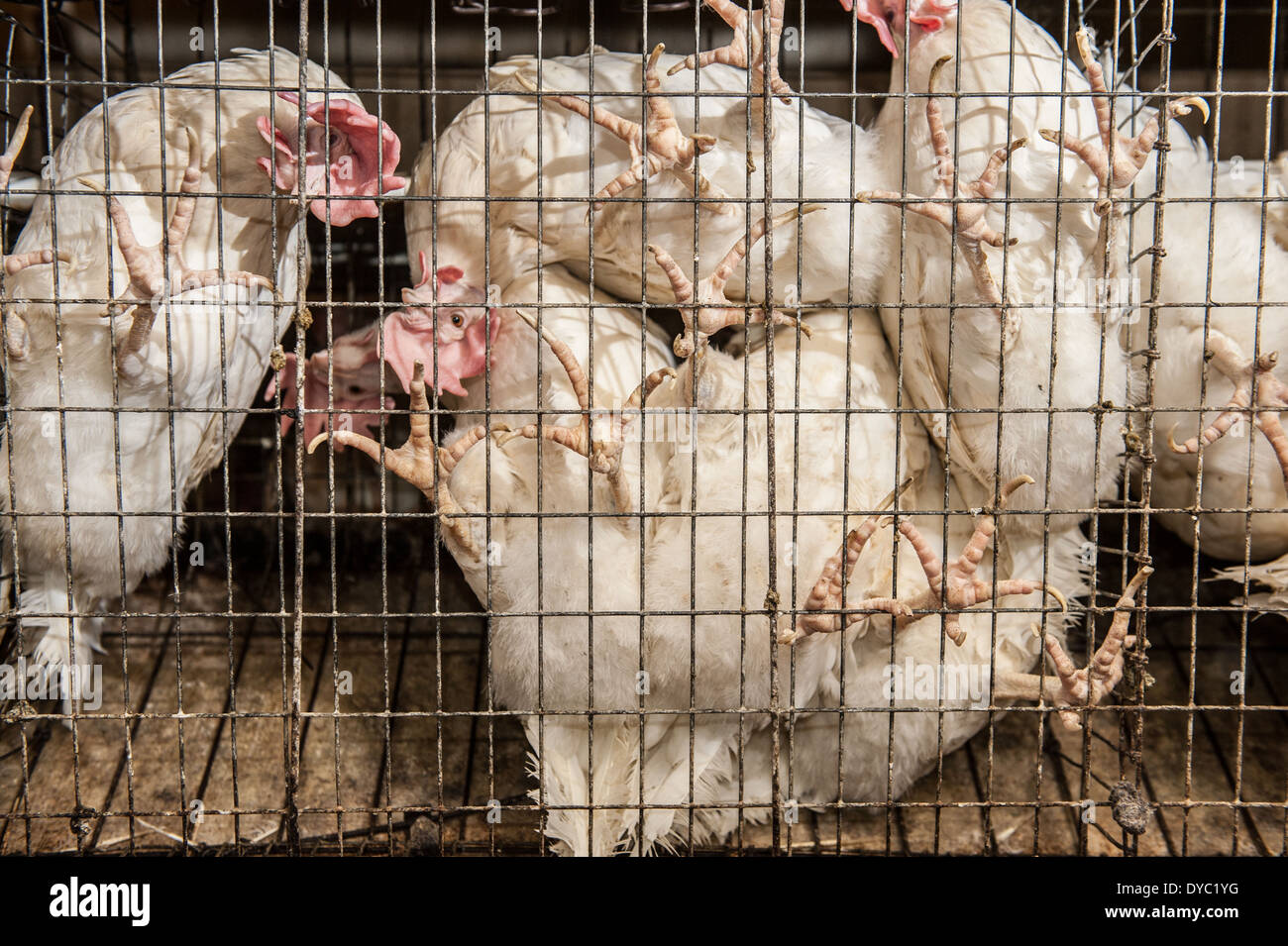 Chickens in cages at a conventional production commercial, egg farm