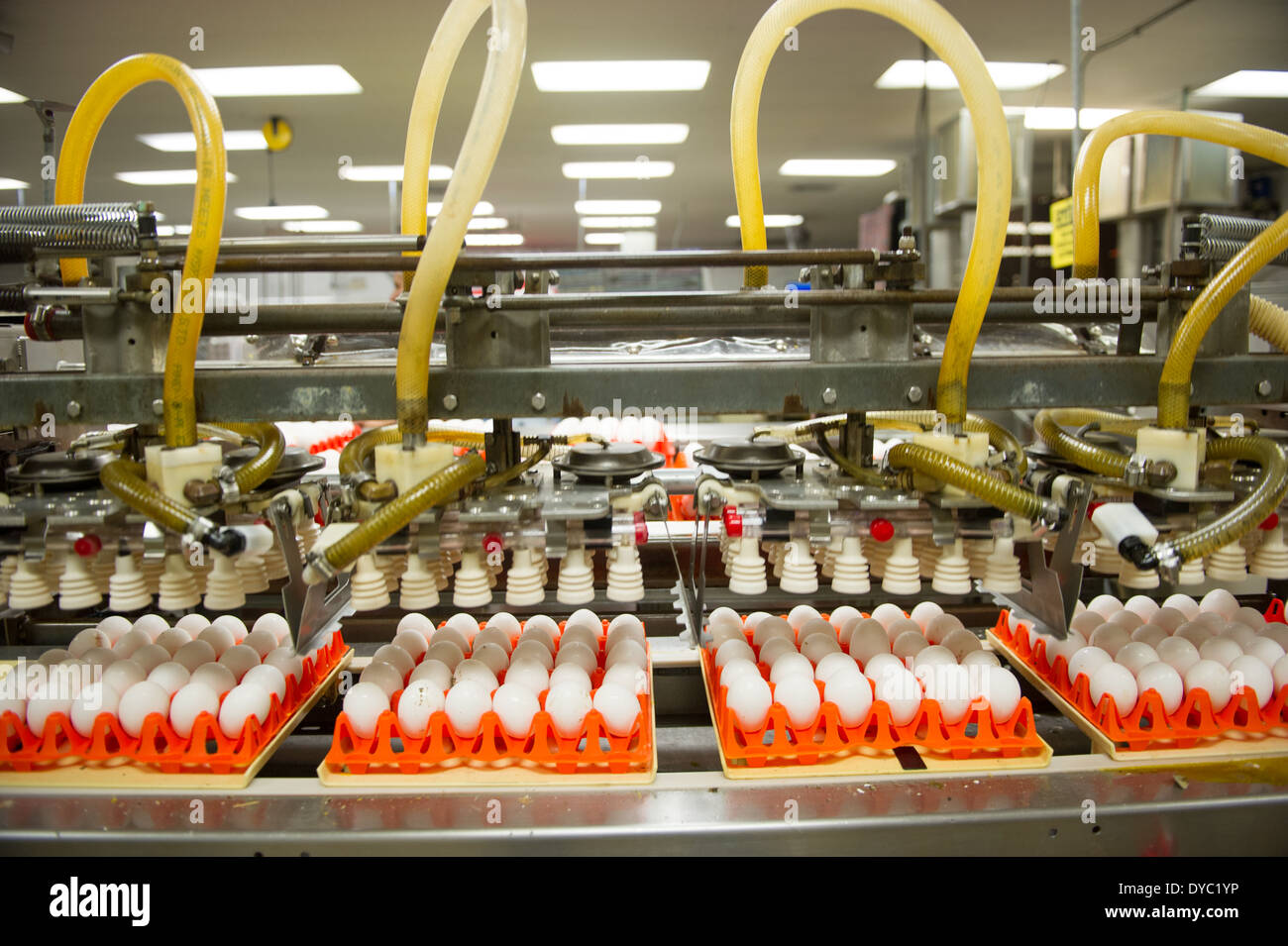 Commercial egg farming hires stock photography and images Alamy