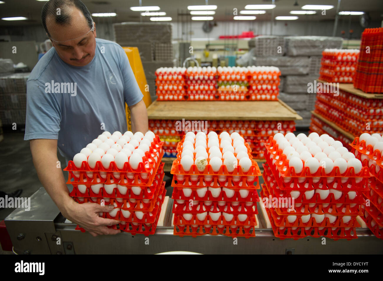 Eggs sorted on a conventional production commercial egg farm Stock Photo