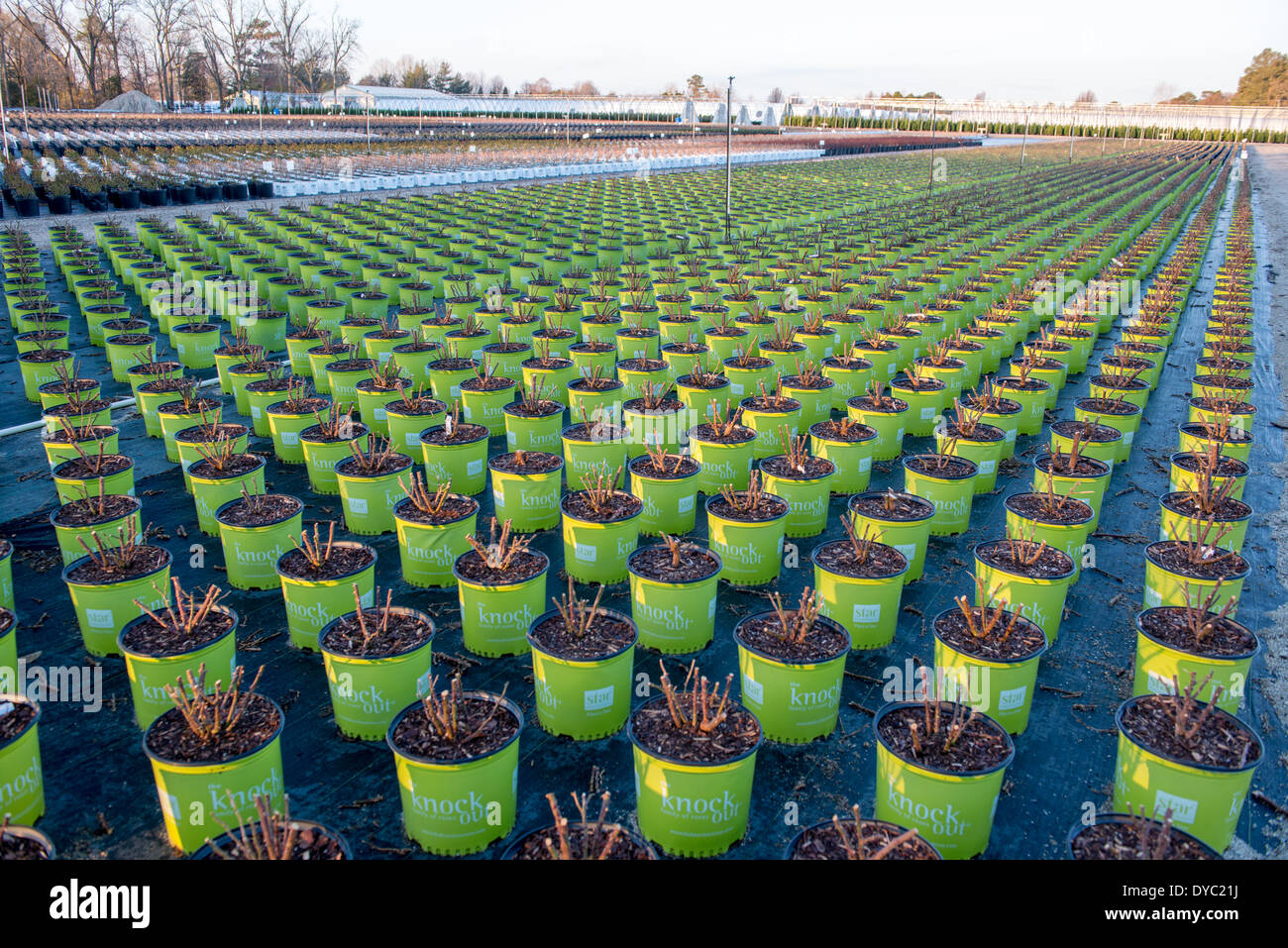 Rows of plants and shrubs on a nursery in southern Maryland Stock Photo