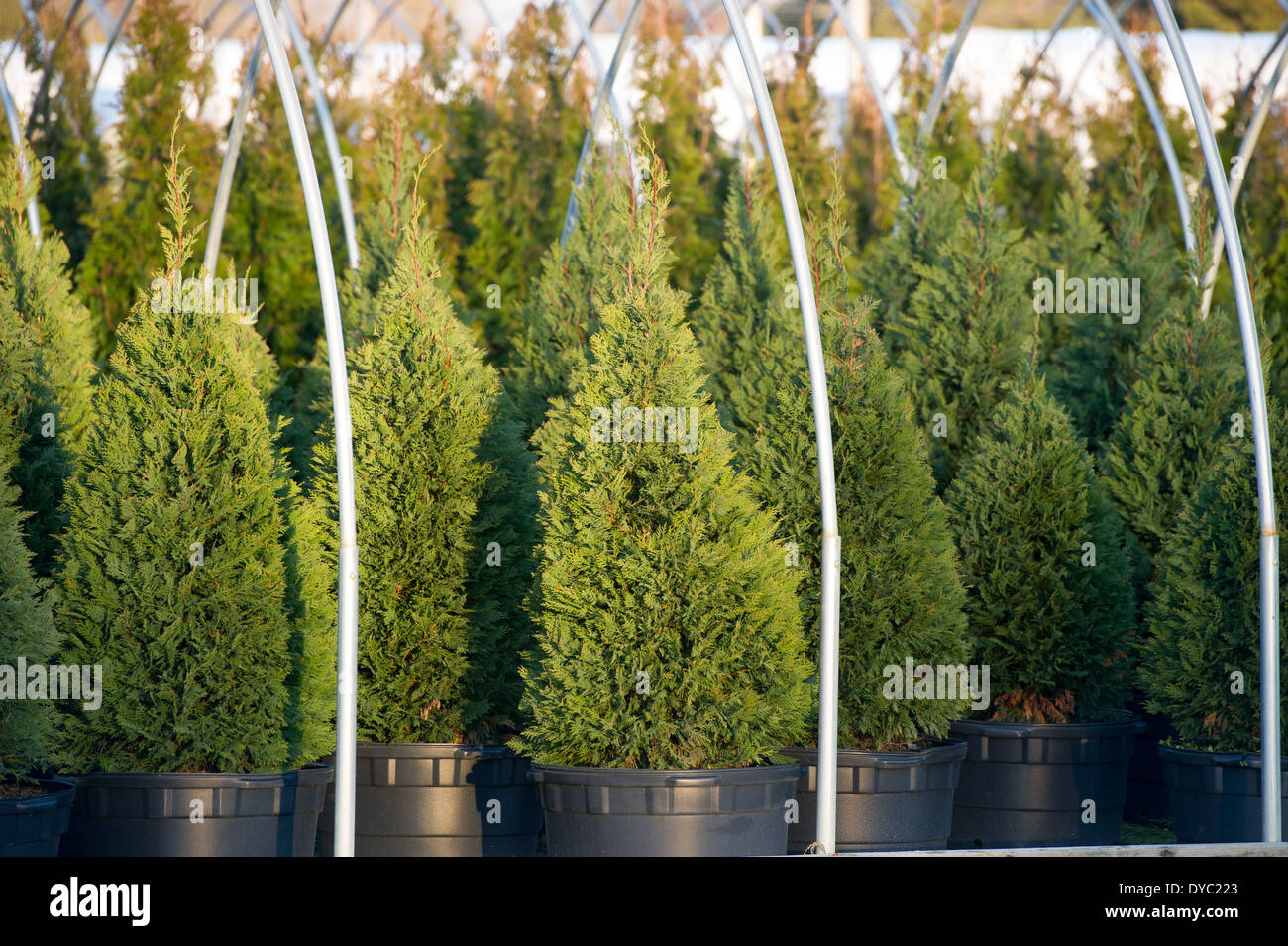 Commercial greenhouse nursery in Maryland Stock Photo Alamy