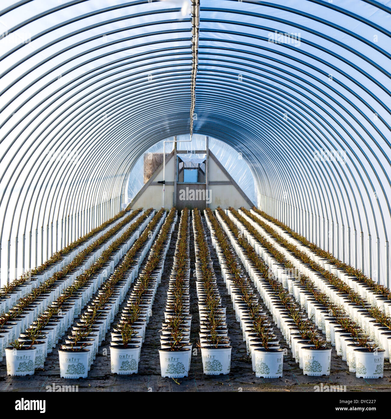 Commercial greenhouse nursery in Maryland Stock Photo