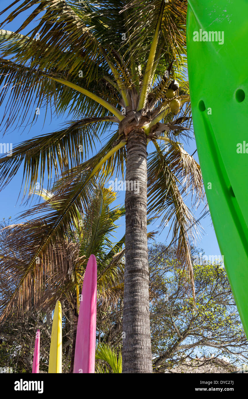 Kayak and Water Board Rental and Palm Trees, Casey Key, Florida, USA