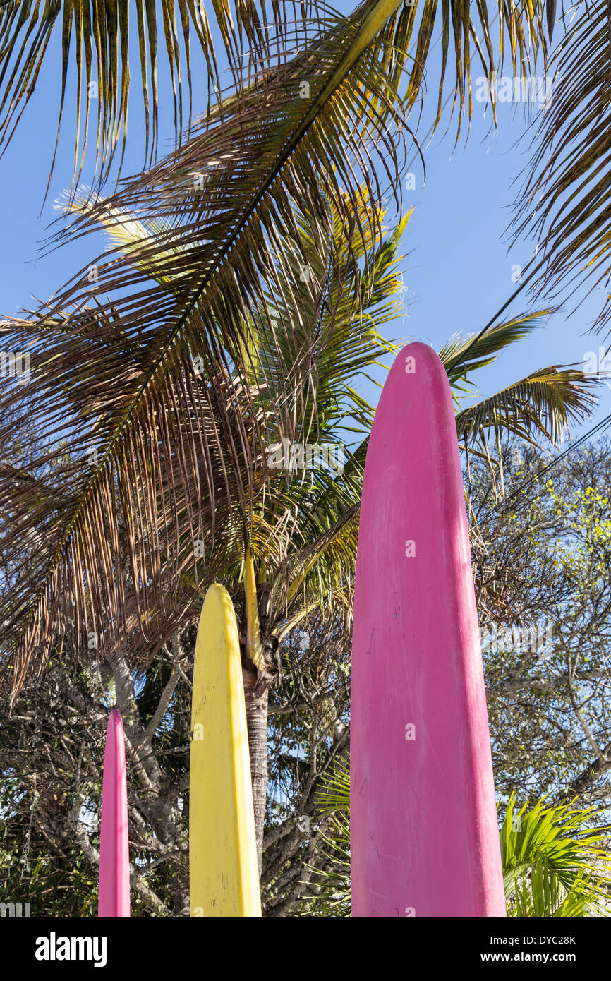 Kayak and Water Board Rental and Palm Trees, Casey Key, Florida, USA