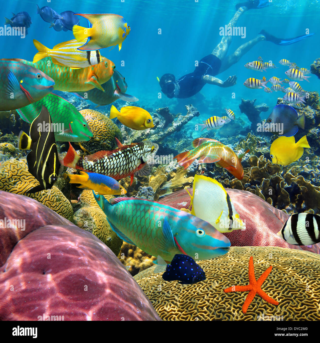 Man underwater swims in a colorful coral reef with tropical fish Stock Photo