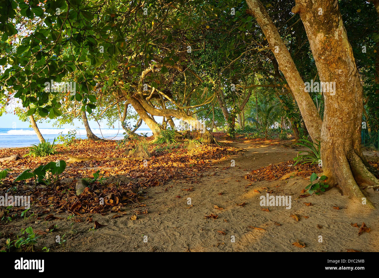 Sandy path under trees along the tropical coast with sunlight through the foliage, Caribbean, Puerto Viejo, Costa Rica Stock Photo