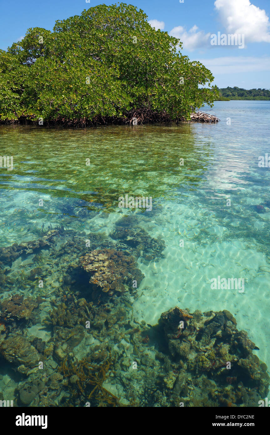 Transparent waters of the Caribbean sea with corals under water surface and an islet of mangrove tree in background, Panama Stock Photo