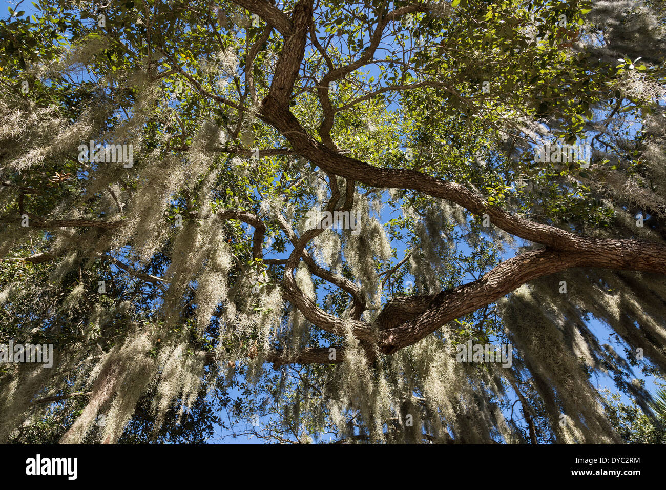 Spanish Moss Hanging in Southern Live Oak Tree, Tampa, FL Stock Photo