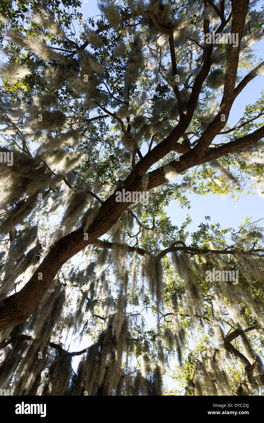 Spanish Moss Hanging in Southern Live Oak Tree, Tampa, FL Stock Photo