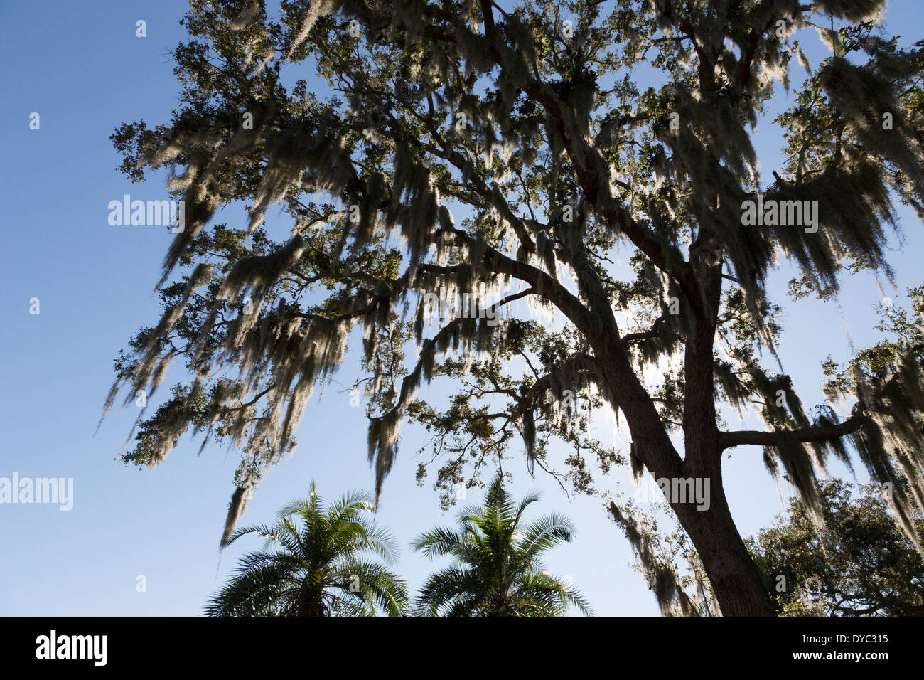 Spanish Moss Hanging in Southern Live Oak Tree, Tampa, FL Stock Photo ...