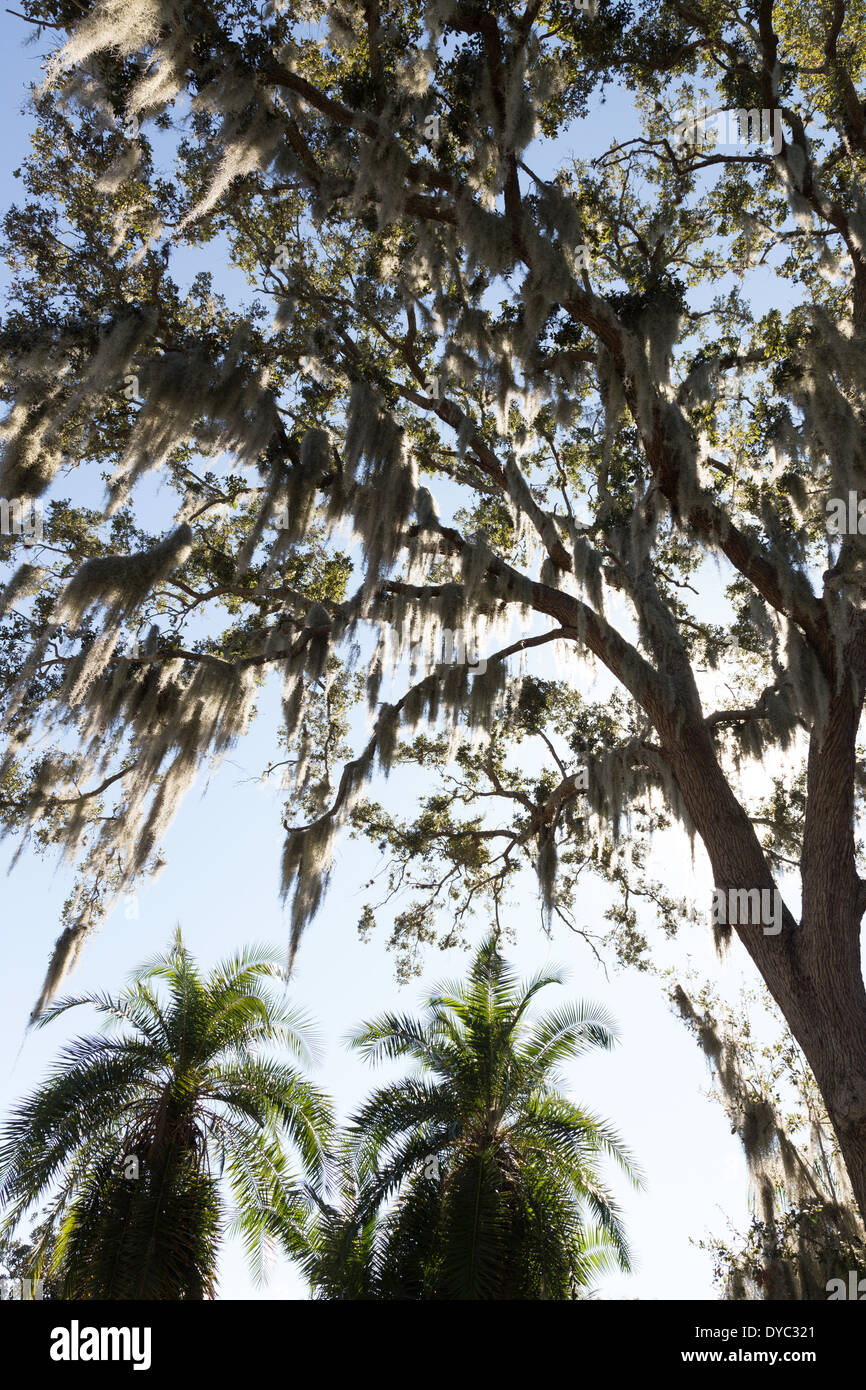 Spanish Moss Hanging in Southern Live Oak Tree, Tampa, FL Stock Photo
