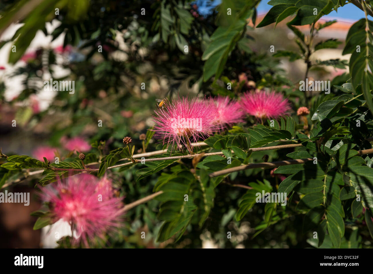 Blooming Formosa Tree in Florida, USA Stock Photo