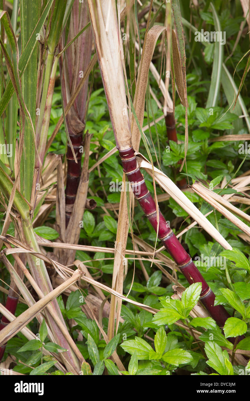 Sugarcane (Saccharum officinarum) Stock Photo