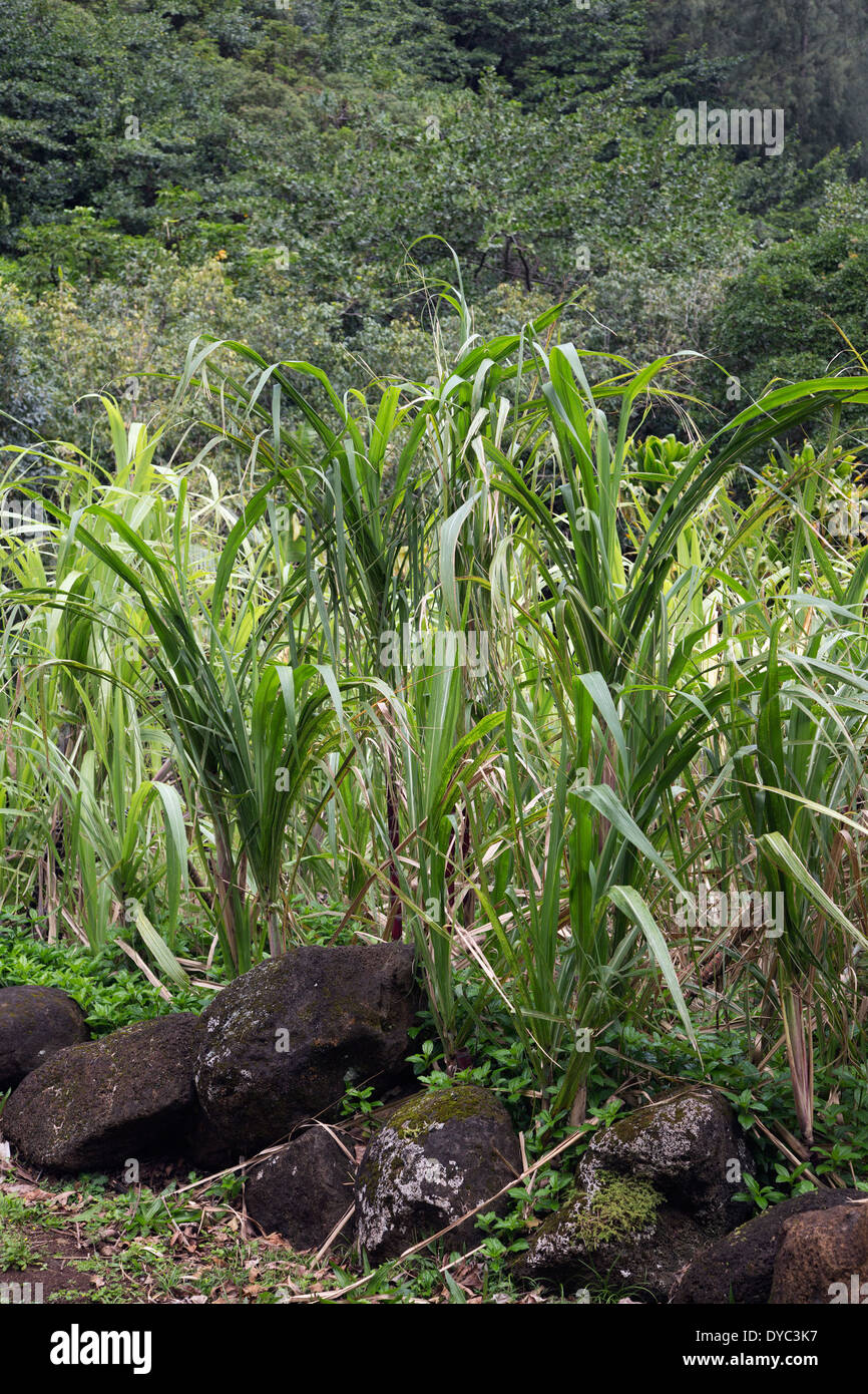 Sugarcane (Saccharum officinarum) growing in Hawaii Stock Photo