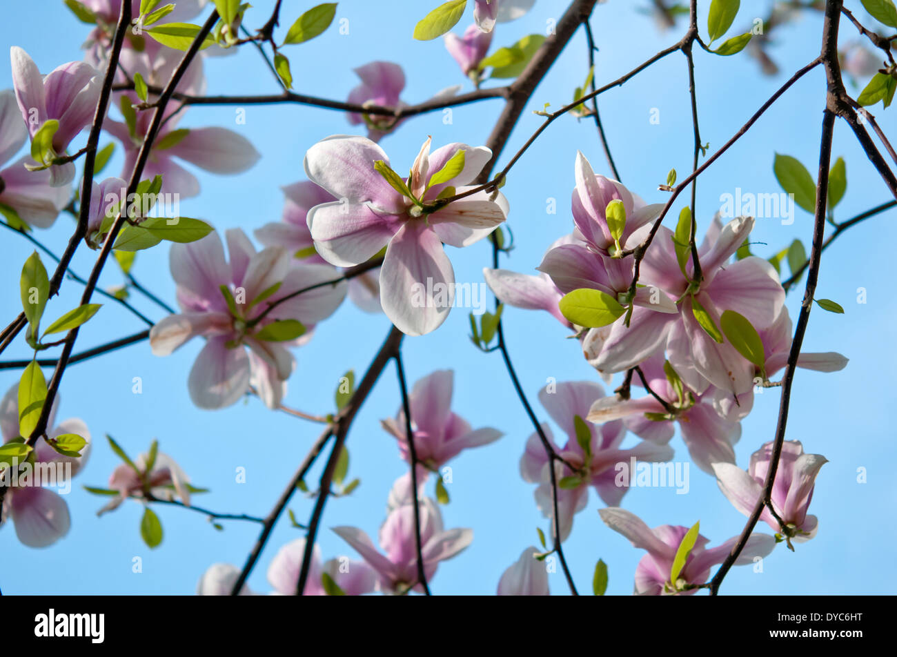 Lily magnolia tree hi-res stock photography and images - Alamy