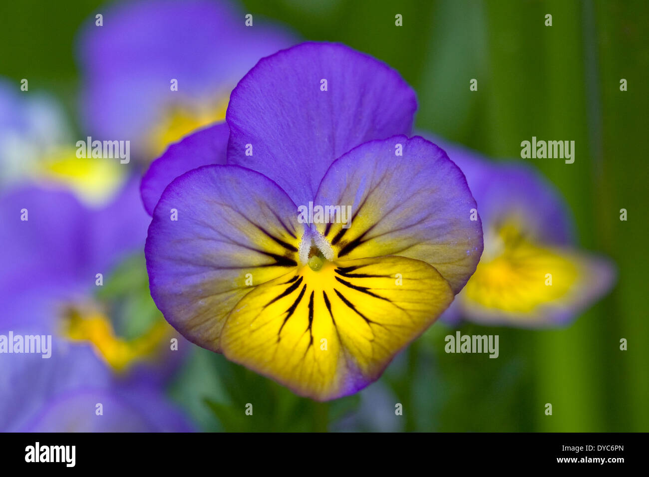 Viola 'Morpho' flower. Stock Photo