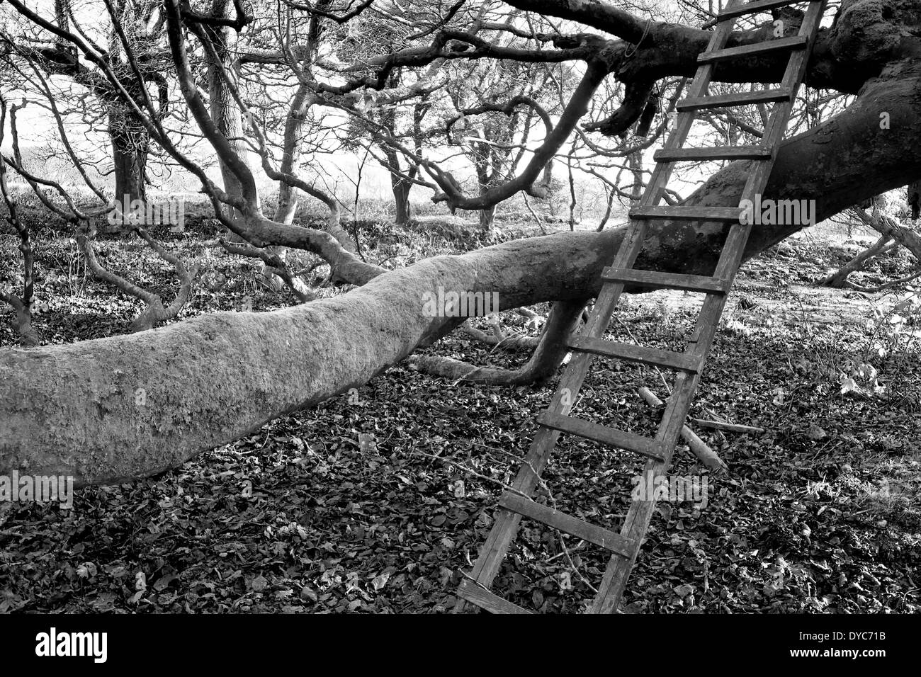 Black and white ladder hi-res stock photography and images - Alamy