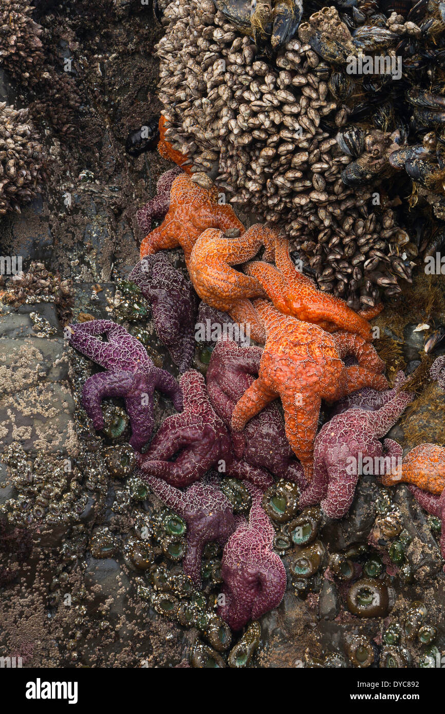 The side of a tidepool with ochre sea stars and mussels. Wild. Tunnel Beach. Oregon. USA Stock Photo