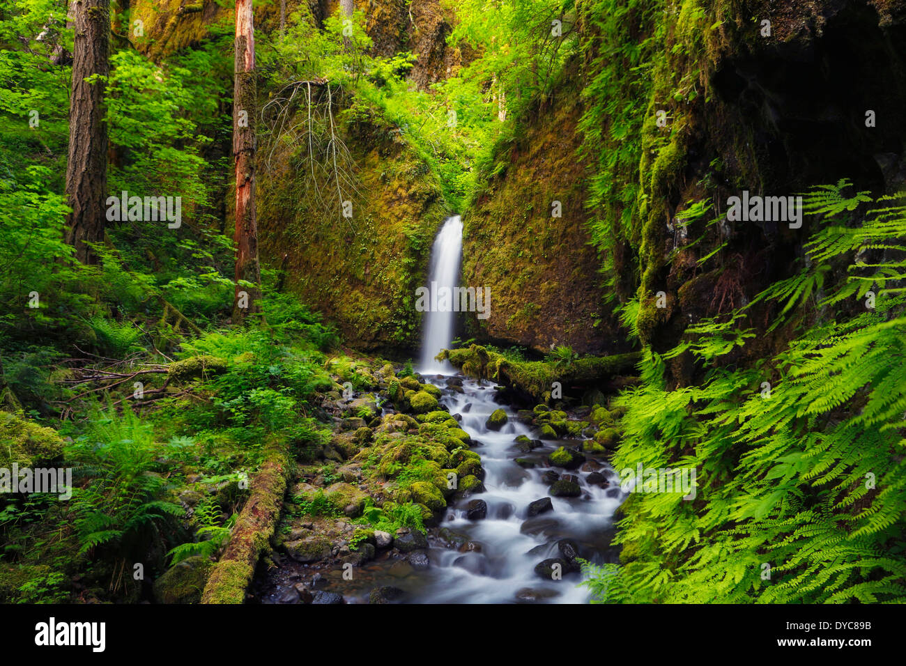 Upper Ruckles Creek Falls in the spring in the Columbia River Gorge, Oregon. USA Stock Photo