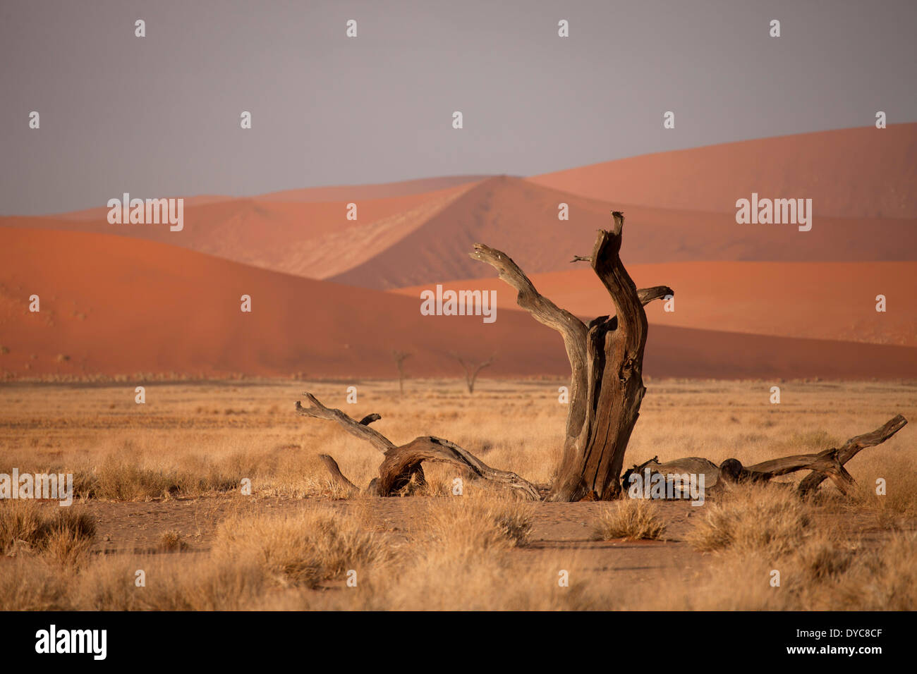 dead tree trunk and sunrise at the Sossusvlei dunes, Namib Naukluft Park, Namibia, Africa Stock Photo