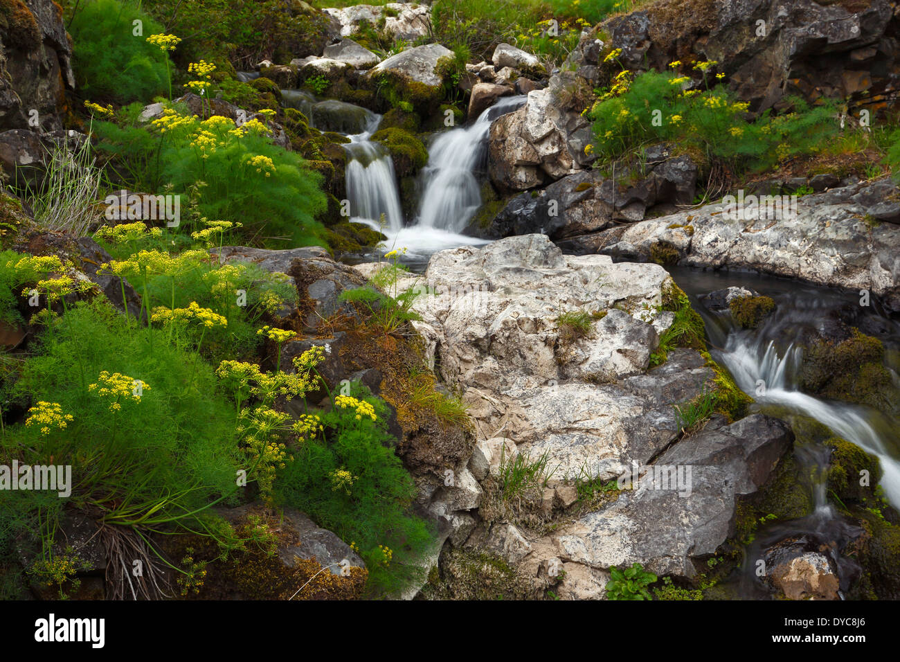 A small cascade and desert parsley in the Columbia Gorge National Scenic Area. Washington. USA. spring. Stock Photo