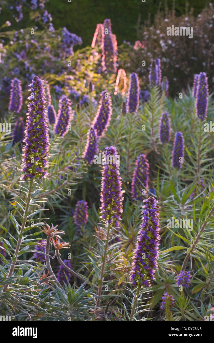 Back-lit Echium in bloom in a garden in Cambria, California. USA. spring. Stock Photo