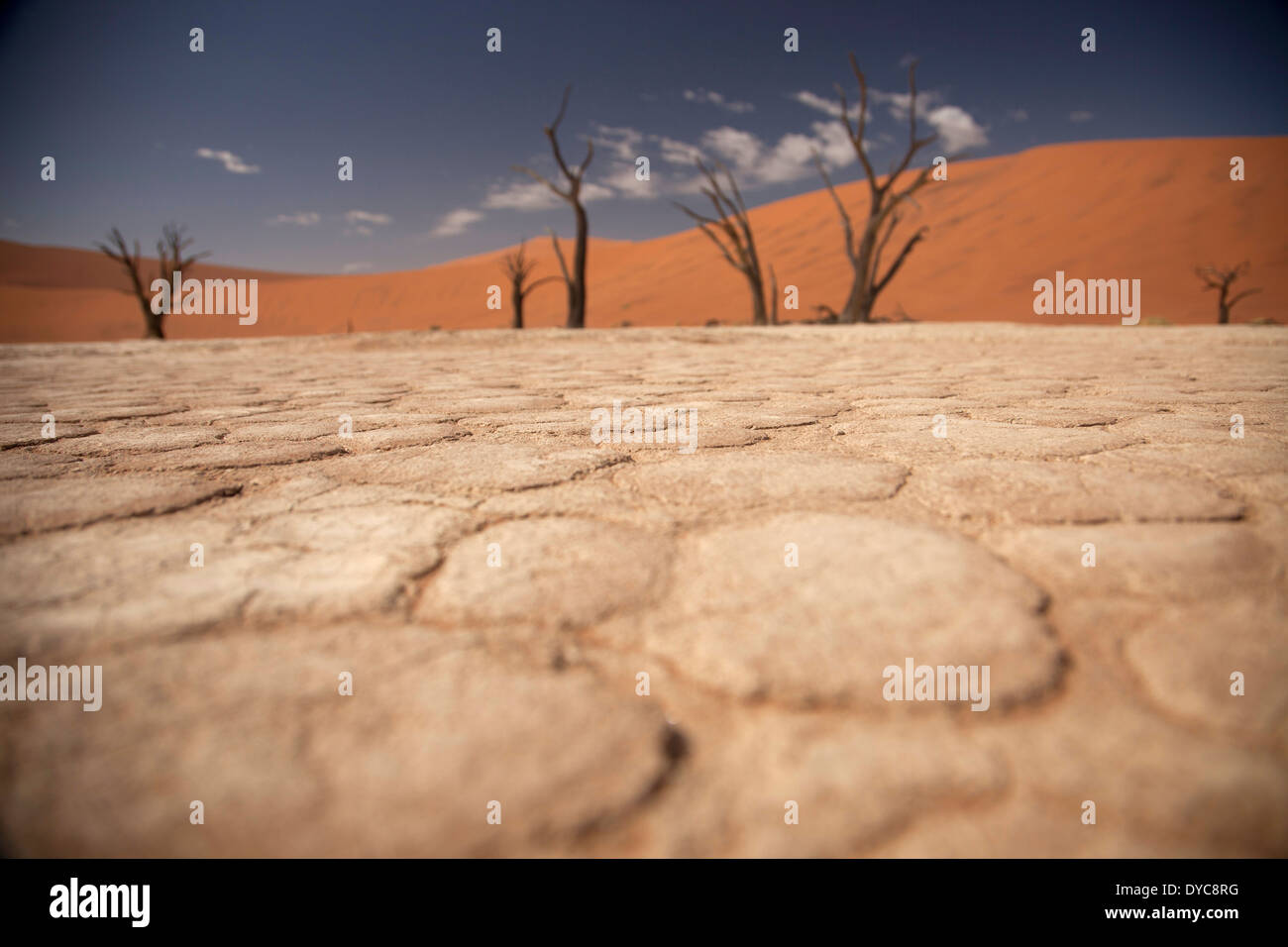 cracks and patterns in the dry surface and dead trees at Deadvlei , Namib Naukluft Park, Namibia, Africa Stock Photo