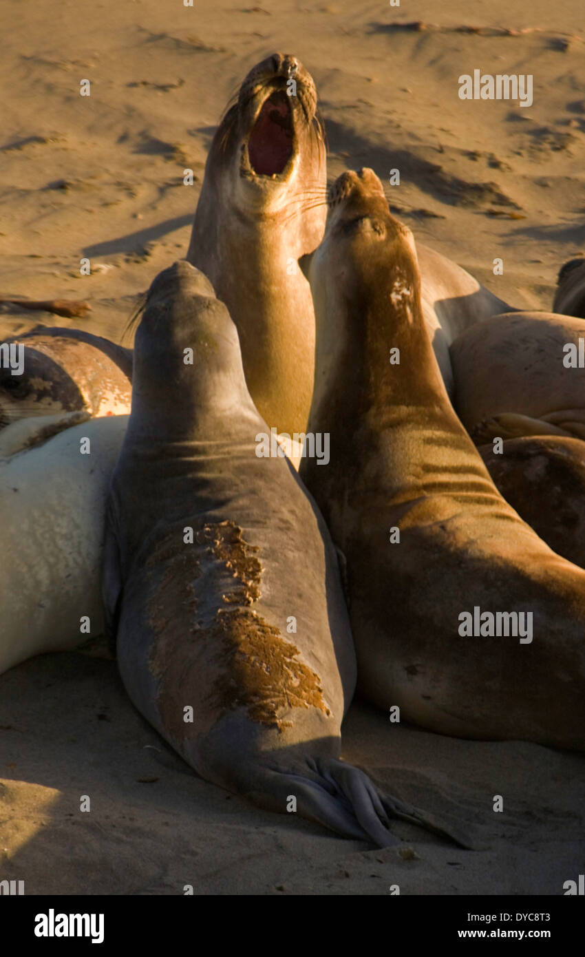 Elephant Seals (Mirounga augustirostris) gathered together on a beach near Piedras Blancas, California, USA. wild. Stock Photo