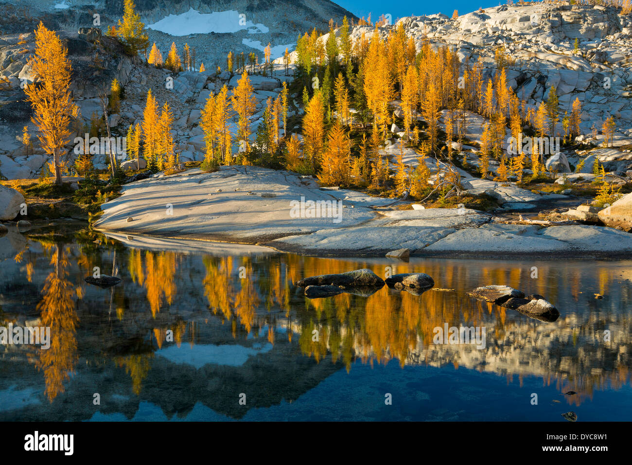 Fall larch reflecting in a pond in the Alpine Lakes Wilderness Enchantments section. Washington. USA Stock Photo