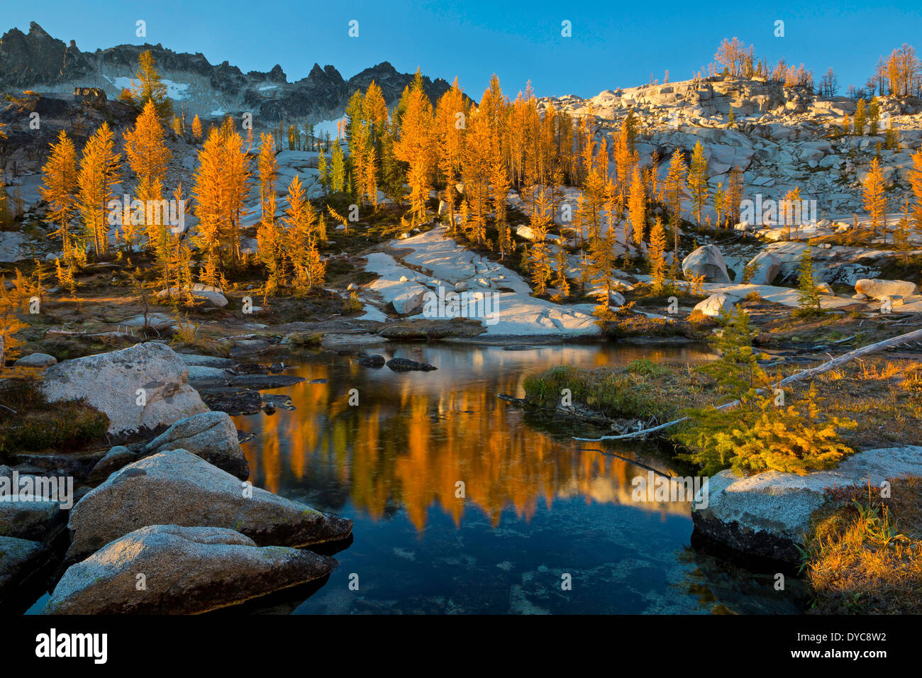 Fall larch reflecting in a pond in the Alpine Lakes Wilderness Enchantments section. Washington. USA Stock Photo