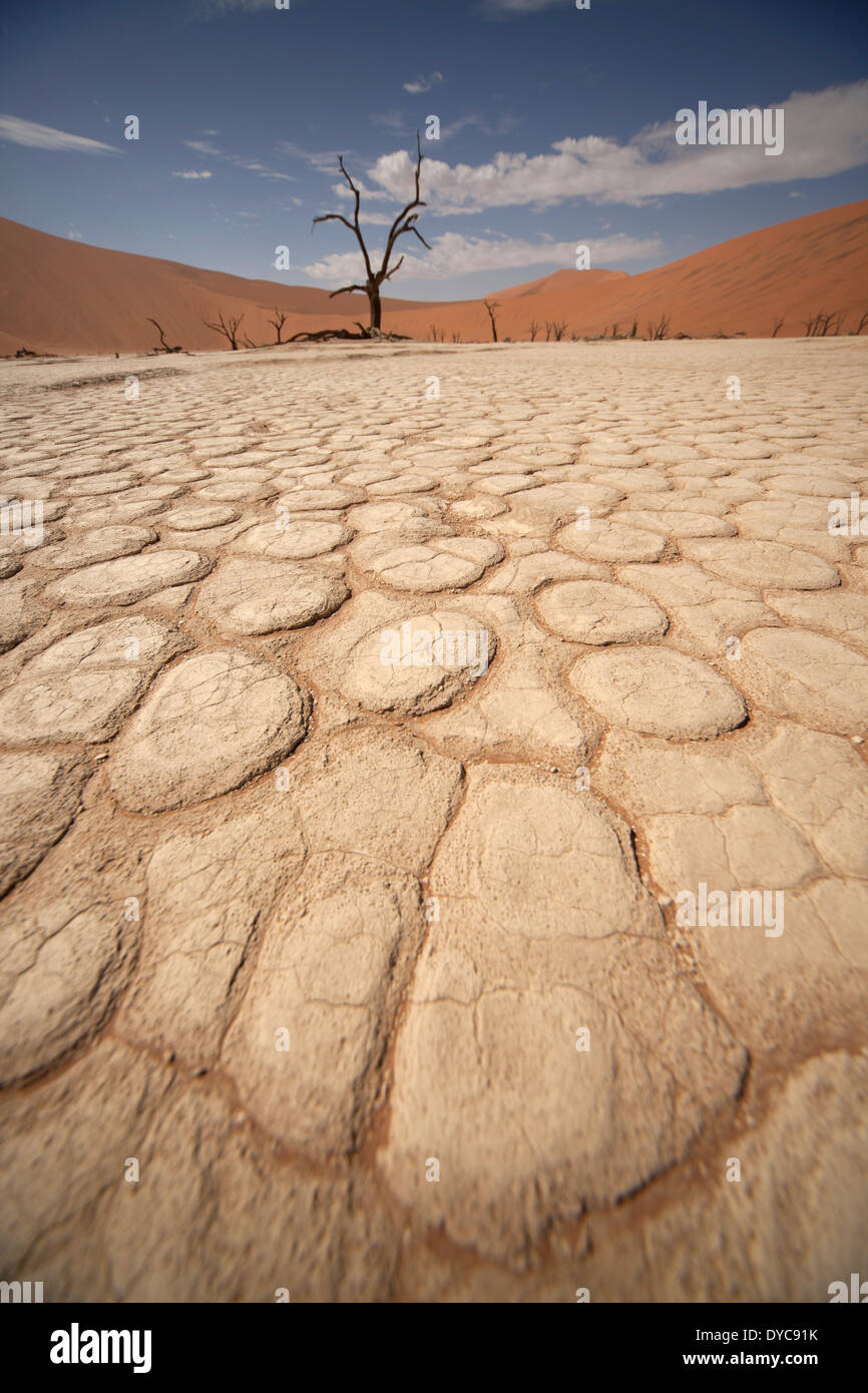 cracks and patterns in the dry surface and dead trees at Deadvlei , Namib Naukluft Park, Namibia, Africa Stock Photo