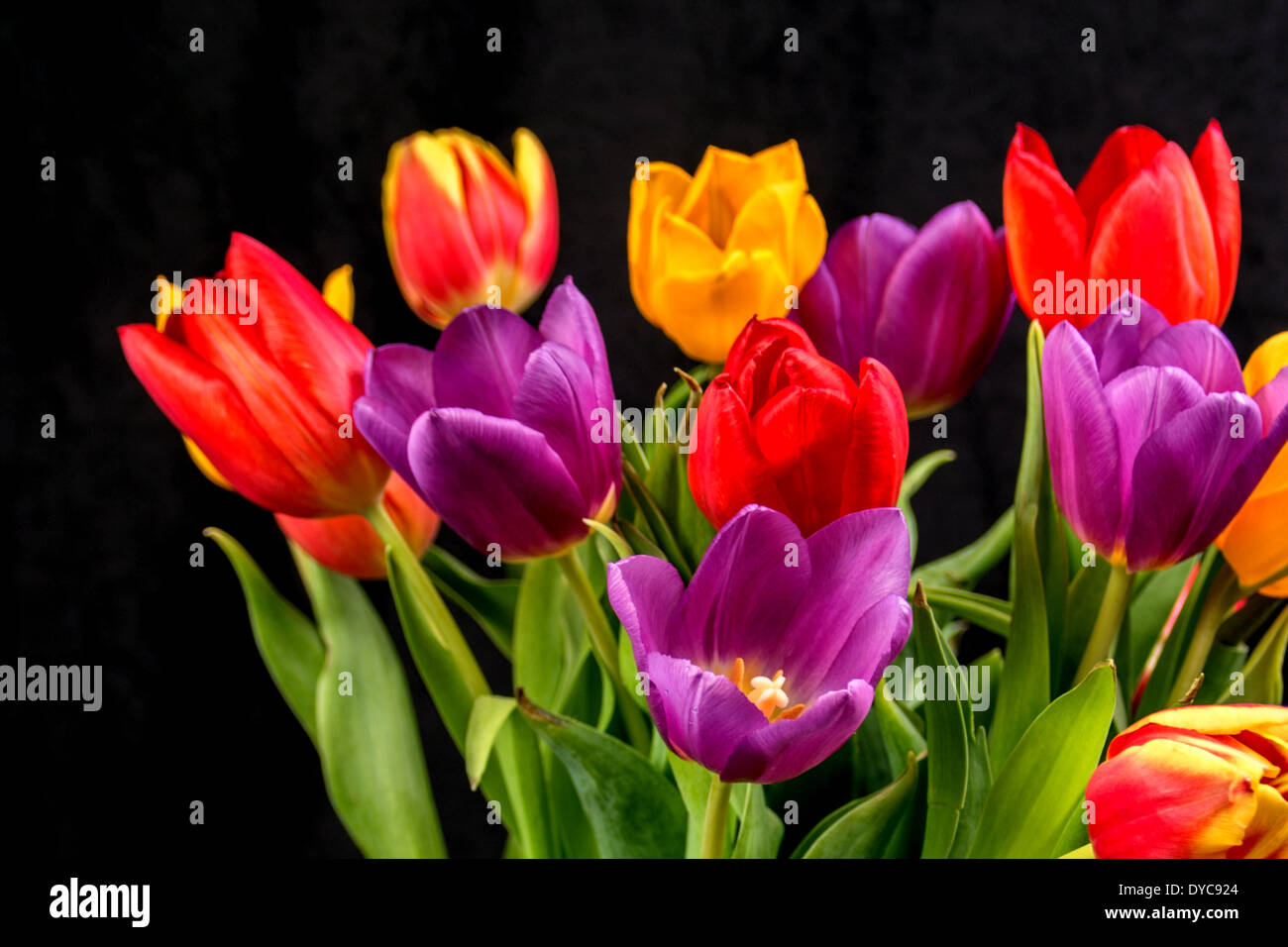 tulips  Close up multi-coloures colors on black background(2 of 4 ) Stock Photo