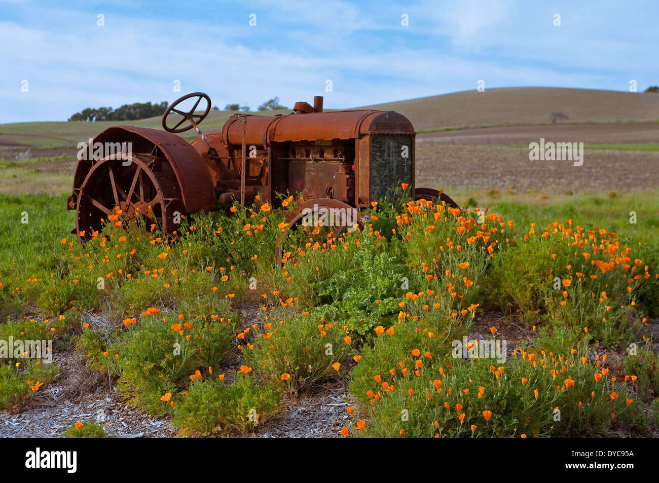 California poppies and a tractor. Stock Photo