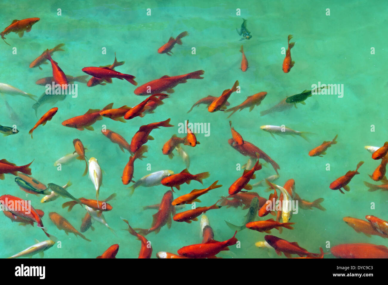 Europe, Germany, Neustadt, pond, goldfish, fish, water, animals Stock