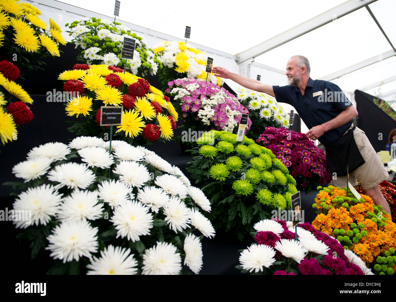A man adjusts flowers at Cardiff's RHS flower show in Bute Park, Cardiff, south Wales. Stock Photo