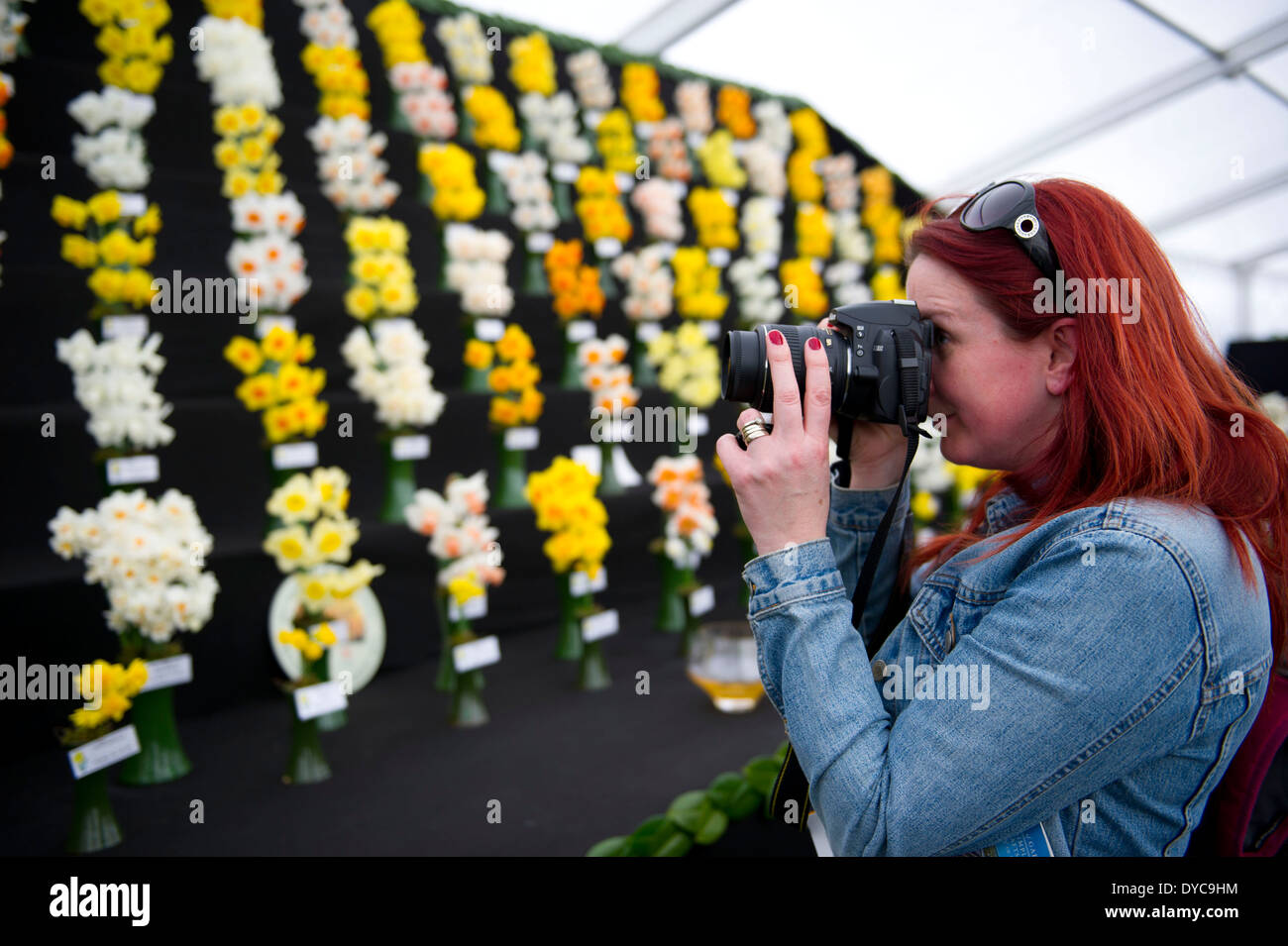 A woman photographs flowers at Cardiff's RHS flower show in Bute Park, Cardiff, south Wales. Stock Photo