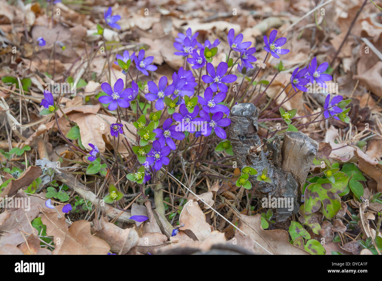 Blue liverwort (Hepatica nobilis) in oak and pine forest, April, Stockholm, Sweden. Stock Photo