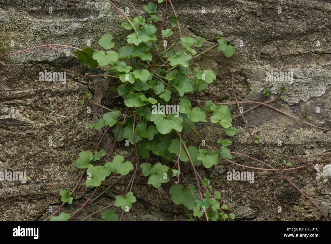 Ivy-leaved Toadflax / Cymbalaria muralis growing in a stone wall. Stock Photo