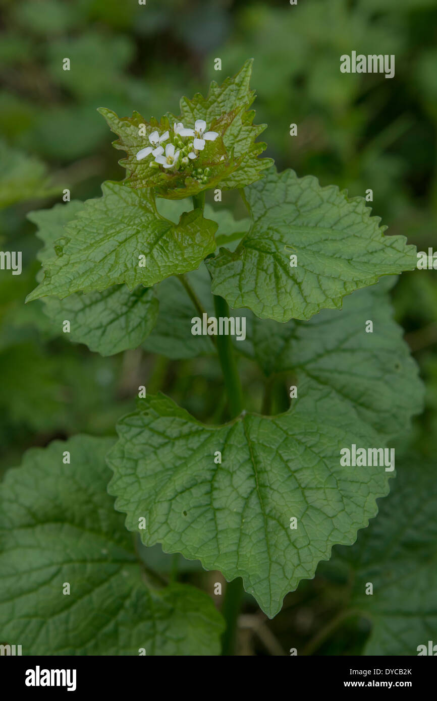 Hedge Garlic / Garlic Mustard / Jack-by-the-Hedge - Alliaria petiolata - slightly garlicky leaves are an edible foraged food. Stock Photo