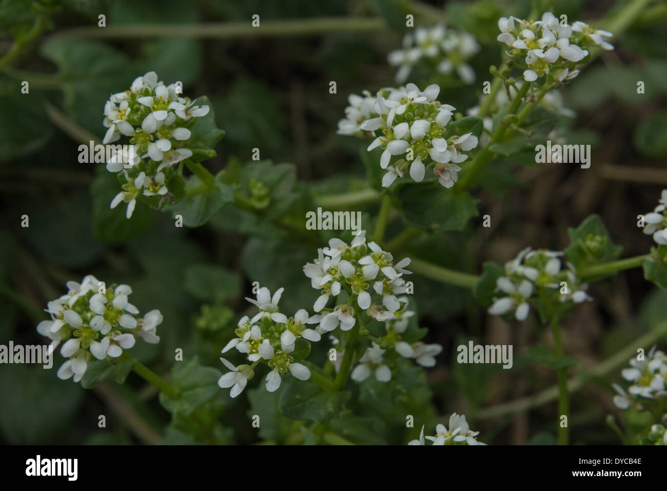 Scurvygrass, Scurvy Grass / Cochlearia officinalis once used to